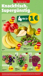 Chrysantheme Angebot & Preis im aktuellen Penny Prospekt Chrysantheme Angebot im aktuellen Penny Prospekt auf Seite 2