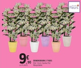 Dendrobium 2 Tiges dans le catalogue E.Leclerc