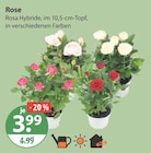 Rose von  im aktuellen V-Markt Prospekt für 3,99 €