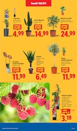 Offre Plante D'intérieur dans le catalogue Lidl du moment à la page 29