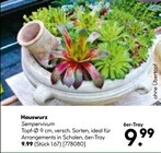Aktuelles Hauswurz Angebot bei BayWa Bau- und Gartenmärkte in Nürnberg ab 9,99 €