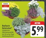 Bepflanzte Herbstschale von Franken für 5,99 € bei EDEKA im Angebot Bepflanzte Herbstschale von Franken im aktuellen EDEKA Prospekt