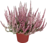 Calluna im Kaufland Prospekt Calluna im aktuellen Kaufland Prospekt für 1,49 €