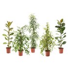 Plante verte en promo chez Carrefour Ajaccio à 15,99 €