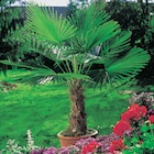 Palmier de Chine dans le catalogue Carrefour