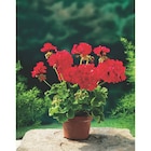 Géranium Zonal en promo chez Carrefour Market Toulouse à 7,99 €