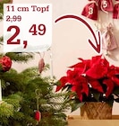 Aktuelles Weihnachtsstern Angebot bei Garten-Center Nordharz GmbH & Co. KG in Hannover ab 2,49 €
