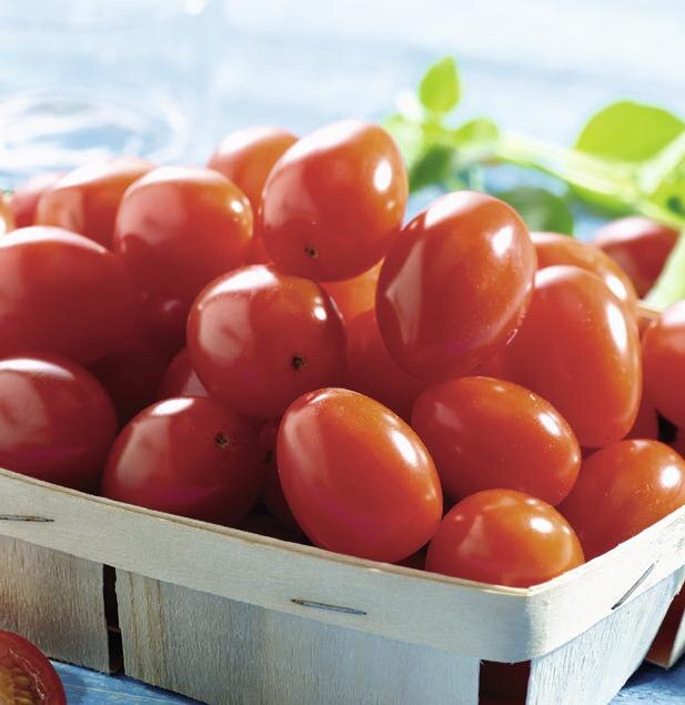 Tomate cerises allongées sans résidu de pesticides