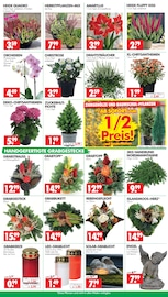 Stauden im Wreesmann Prospekt in Cuxhaven Aktueller Wreesmann Prospekt mit Stauden, "DEIN SAISON- & SONDERPOSTENMARKT!", Seite 3