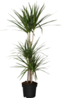 Aktuelles Drachenbaum (Dracaena) Angebot bei Globus-Baumarkt in Wolfsburg ab 19,99 €