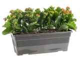 BOTANIC®-Kalanchoé en jardinière - 40 cm - BOTANIC® - Botanic à Toulon BOTANIC®-Kalanchoé en jardinière - 40 cm - BOTANIC® en promo chez Botanic Toulon à 19,99 €