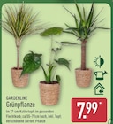 Grünpflanze von Gardenline im aktuellen ALDI Nord Prospekt für 7,99 €