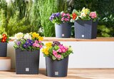 Blumentopf RATO Rund Angebote von Prosperplast bei Penny Lörrach für 7,99 €