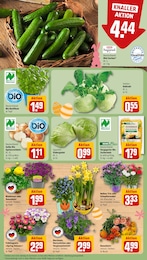 Blumen Angebot im aktuellen REWE Prospekt auf Seite 9