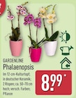 Phalaenopsis von Gardenline im aktuellen ALDI Nord Prospekt
