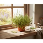 Plantes aromatiques dans le catalogue Carrefour