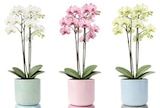 Orchidee im Angebot bei REWE in Frankfurt Orchidee Angebote bei REWE Frankfurt für 9,99 €