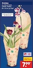 Aktuelle Zimmerpflanzen Angebote bei Netto Marken-Discount in Essen Aktuelles Orchidee Angebot bei Netto Marken-Discount in Essen ab 7,99 €