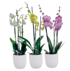 Phalaenopsis mix 3 branches - LaMaison.fr à Saint-Nazaire Phalaenopsis mix 3 branches en promo chez LaMaison.fr Saint-Nazaire à 14,95 €