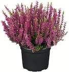 Wreesmann Heidenau Prospekt mit  im Angebot für 1,29 €