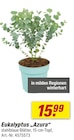 Eukalyptus âAzuraâ im toom Baumarkt Prospekt Eukalyptus âAzuraâ von im aktuellen toom Baumarkt Prospekt fĂŒr 15,99 âŹ