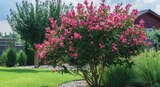 Laurier-rose ECLOZ - ECLOZ en promo chez Delbard Neuilly-sur-Seine à 19,99 €