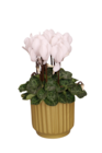 Mini Cyclamen à 2,50 € dans le catalogue Jardiland