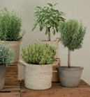 Mediterrane Kräuter Angebote bei toom Baumarkt Hoyerswerda für 4,59 €