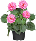 Dahlie im Hagebaumarkt Prospekt Dahlie von im aktuellen Hagebaumarkt Prospekt für 2,49 €