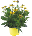 Herbststauden Angebote bei toom Baumarkt Neu-Ulm für 6,99 €