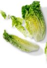 Aktuelle Salat Angebote bei Kaufland in Duisburg Aktuelles Mini-Romanasalat Angebot bei Kaufland in Duisburg ab 0,69 €