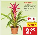 Aktuelle Pflanzen Angebote bei Netto Marken-Discount in Hagen (Stadt der FernUniversität) Aktuelles Guzmanie Angebot bei Netto Marken-Discount in Hagen (Stadt der FernUniversität) ab 2,99 €