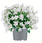 Glockenblume im Angebot bei toom Baumarkt in Altenburg Glockenblume Angebote bei toom Baumarkt Altenburg für 4,99 €