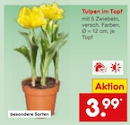 Tulpen im Topf  im aktuellen Netto Marken-Discount Prospekt für 3,99 €