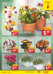 Stauden im Netto Marken-Discount Prospekt in Seevetal Aktueller Netto Marken-Discount Prospekt mit Stauden, "Aktuelle Angebote", Seite 9