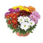 Chrysanthemen mehrfarbig im Lidl Prospekt Chrysanthemen mehrfarbig im aktuellen Lidl Prospekt für 3,99 €