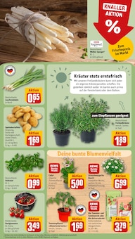 Gartenerde im aktuellen REWE Prospekt (Braunschweig) Gartenerde im REWE Prospekt "Dein Markt" mit 33 Seiten (Braunschweig)