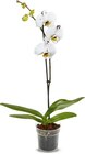 Orchidee Phalaenopsis im Angebot bei Netto Marken-Discount in Weiden Orchidee Phalaenopsis Angebote bei Netto Marken-Discount Weiden für 5,99 €