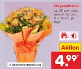 Chrysantheme Angebote bei Netto Marken-Discount Hannover für 4,99 €
