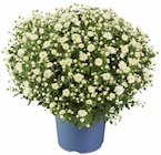 Gros chrysanthème en promo à 3,99 € chez Lidl Gros chrysanthème dans le catalogue Lidl