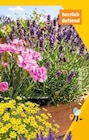 Aktuelles Lavendel Angebot bei Thomas Philipps in Hamburg ab 2,29 €