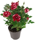 Topfrose oder Glockenblume bei nahkauf im Solingen Prospekt für 2,99 €