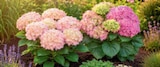 Aktuelles Hortensienbusch Angebot bei Netto Marken-Discount in Hildesheim ab 7,99 €