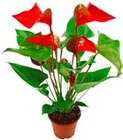 Penny-Markt - Flamingoblume Angebot im Prospekt Flamingoblume bei Penny-Markt im Prospekt "" für 4,99 €