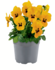 Hornveilchen/Stiefmütterchen im Angebot bei toom Baumarkt in Pinneberg Hornveilchen/Stiefmütterchen Angebote bei toom Baumarkt Pinneberg für 0,69 €