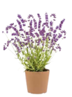 Lavendel Munstead Angebote bei Hellweg Essen für 4,99 €