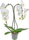 Orchidee Sonderformen Angebote bei Kaufland Moers