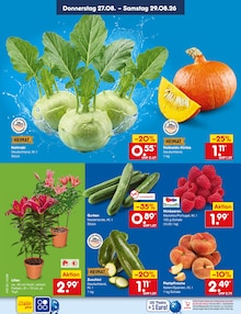 Pflanzen im aktuellen Netto Marken-Discount Prospekt (Mönchengladbach) Pflanzen im Netto Marken-Discount Prospekt "Aktuelle Angebote" mit 72 Seiten (Mönchengladbach)
