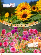 Blumen im Garten-Center Nordharz GmbH & Co. KG Prospekt in Salzgitter Aktueller Garten-Center Nordharz GmbH & Co. KG Prospekt mit Blumen, "Rosenreich", Seite 2