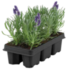 Lavendel Angebote von GROW by OBI bei OBI Leverkusen für 6,99 €
